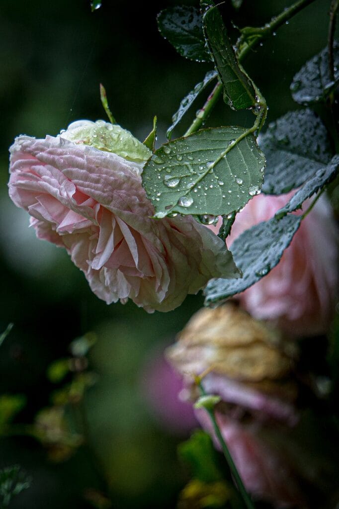 pink, roses, rain